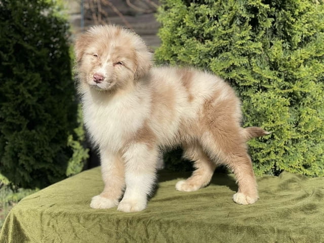 Australian shepherd puppies . Australian Shepherd, 3 Months, Vaccinated - Yes - city of Sofia | Dogs - снимка 2