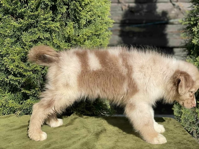 Australian shepherd puppies . Australian Shepherd, 3 Months, Vaccinated - Yes - city of Sofia | Dogs - снимка 3