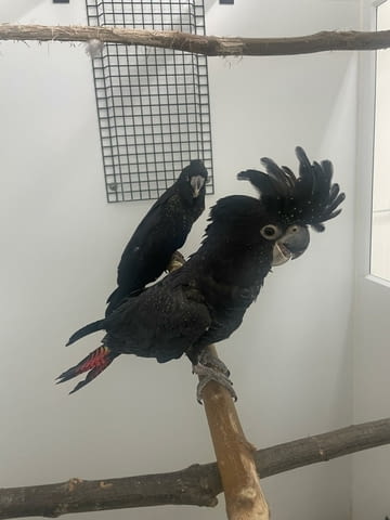 Red Tailed Black Cockatoo for Sale Parrot, 1 year - city of Sofia | Birds & Exotic - снимка 1