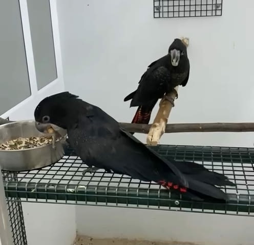 Red Tailed Black Cockatoo for Sale Parrot, 1 year - city of Sofia | Birds & Exotic - снимка 2