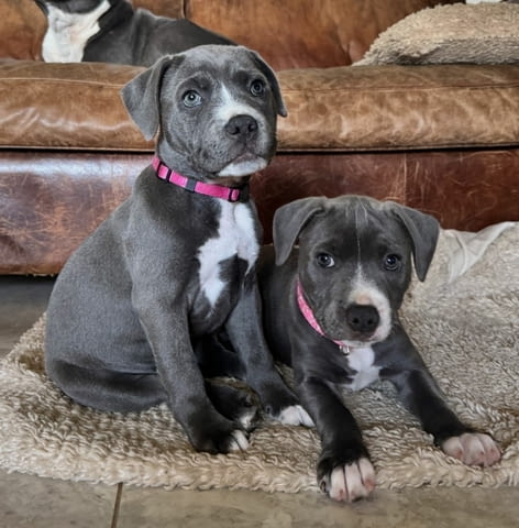 Staffordshire Bull Terrier Puppies Стафордширски бултериер, 3 месеца, Ваксинирано - Да - град София | Кучета - снимка 1