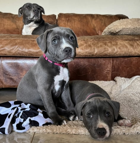 Staffordshire Bull Terrier Puppies Стафордширски бултериер, 3 месеца, Ваксинирано - Да - град София | Кучета - снимка 2