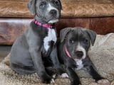 Staffordshire Bull Terrier Puppies