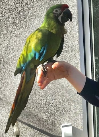 Pair Of Military Macaw Parrots For Sale 1 year - city of Sofia | Birds & Exotic