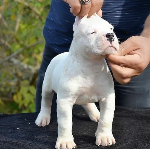 Vaccinated Dogo Argentino Puppies Available 3 Months, Vaccinated - Yes, Dewormed - Yes - city of Sofia | Dogs - снимка 1