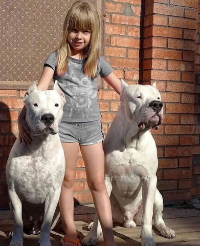Vaccinated Dogo Argentino Puppies Available 3 Months, Vaccinated - Yes, Dewormed - Yes - city of Sofia | Dogs - снимка 2