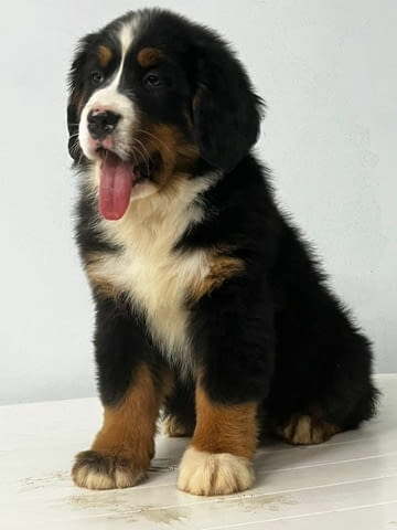 Bernese Mountain Puppies Bernese Mountain Dog, 3 Months, Vaccinated - Yes - city of Sofia | Dogs - снимка 2