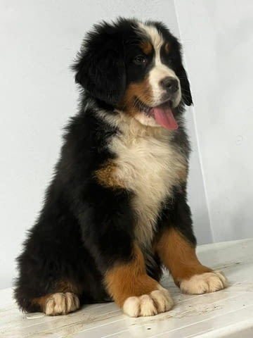 Bernese Mountain Puppies Bernese Mountain Dog, 3 Months, Vaccinated - Yes - city of Sofia | Dogs - снимка 3