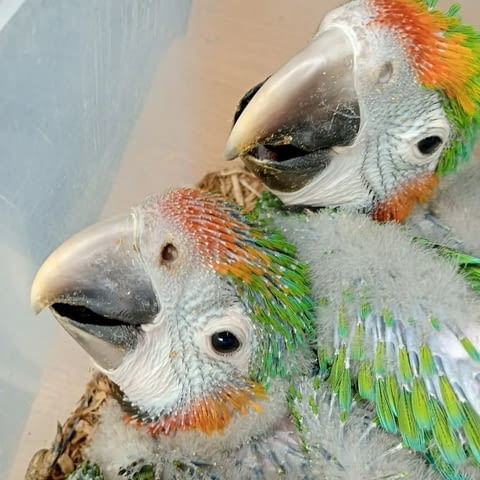 Pair Of Catalina Rainbow macaw Parrots For Sale, city of Sofia | Birds & Exotic - снимка 1