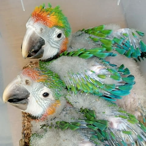 Pair Of Catalina Rainbow macaw Parrots For Sale, city of Sofia | Birds & Exotic - снимка 2