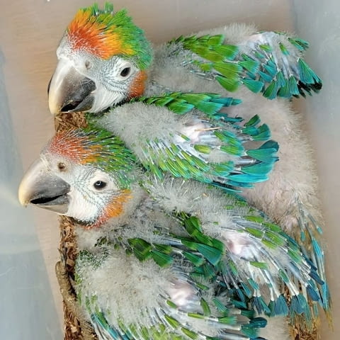 Pair Of Catalina Rainbow macaw Parrots For Sale, city of Sofia | Birds & Exotic - снимка 3