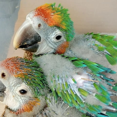 Pair Of Catalina Rainbow macaw Parrots For Sale, city of Sofia | Birds & Exotic - снимка 4