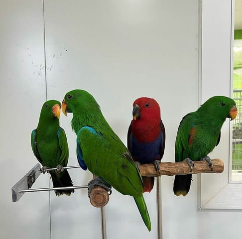 Eclectus Parrots For Sale 6 Months - city of Sofia | Birds & Exotic - снимка 1