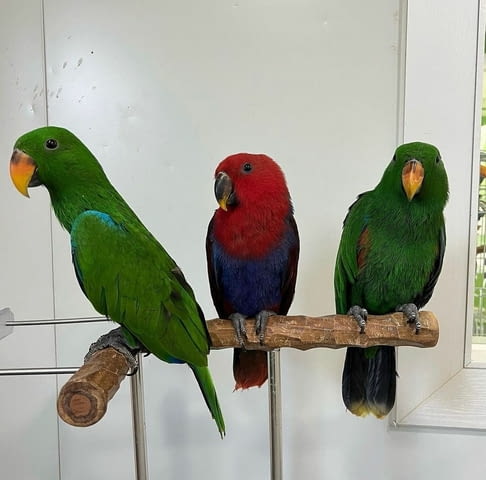 Eclectus Parrots For Sale 6 Months - city of Sofia | Birds & Exotic - снимка 2