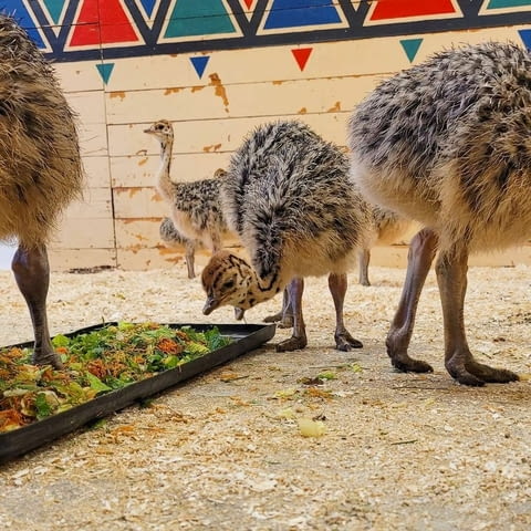 Ostrich chicks And eggs for sale Other, 2 Months - city of Sofia | Birds & Exotic - снимка 1