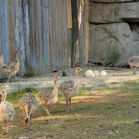 Ostrich chicks And eggs for sale Other, 2 Months - city of Sofia | Birds & Exotic - снимка 2
