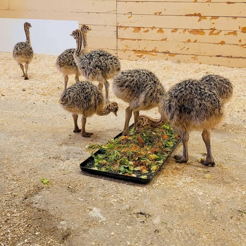 Ostrich chicks And eggs for sale Other, 2 Months - city of Sofia | Birds & Exotic - снимка 3