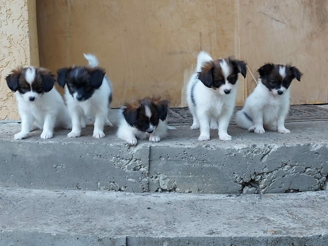 ...Papillon Puppies for sale ... Butterfly Necktie, 3 Months, Vaccinated - Yes - city of Sofia | Dogs - снимка 1