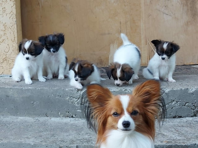 ...Papillon Puppies for sale ... Butterfly Necktie, 3 Months, Vaccinated - Yes - city of Sofia | Dogs - снимка 2