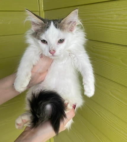 Healthy Turkish Angora Kittens For Sale Other, 3 Months, Vaccine - Yes - city of Sofia | Cats - снимка 1