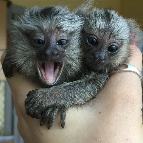 Marmosets Monkeys Available Now - city of Sofia | Other - снимка 1