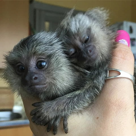 Marmosets Monkeys Available Now - city of Sofia | Other - снимка 2