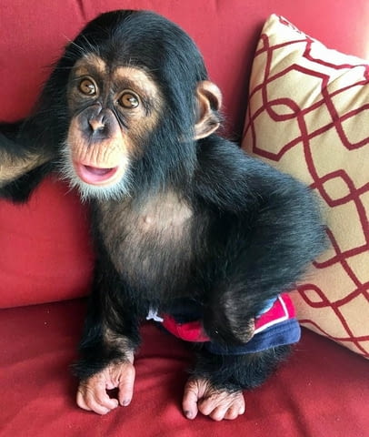 Amazing 2 Monkey Chimpazee For Adoption - city of Sofia | Other - снимка 1