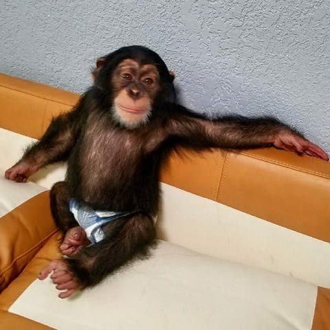 Amazing 2 Monkey Chimpazee For Adoption - city of Sofia | Other - снимка 3
