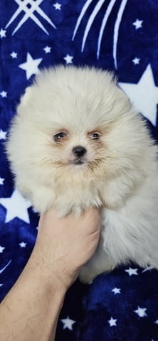 Pomeranian Boo Puppies Померан (Малък английски шпиц), 3 месеца - град Извън България | Кучета - снимка 1