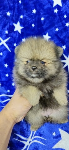 Pomeranian Boo Puppies Померан (Малък английски шпиц), 3 месеца - град Извън България | Кучета - снимка 3