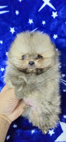 Pomeranian Boo Puppies Померан (Малък английски шпиц), 3 месеца - град Извън България | Кучета - снимка 4