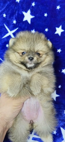 Pomeranian Boo Puppies Померан (Малък английски шпиц), 3 месеца - град Извън България | Кучета - снимка 5