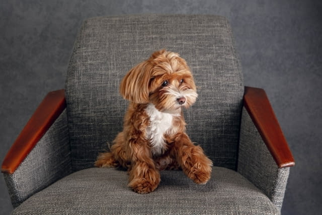 Cani Felici - city of Plovdiv | Pet Hotels