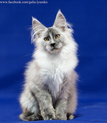 Котенца Мейн Куун Maine-Coon, Vaccine - Yes, Dewormed - Yes - city of Plovdiv | Cats - снимка 3