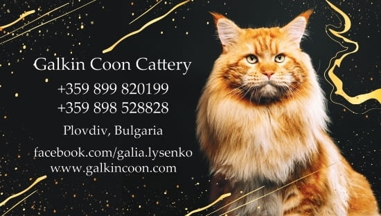 Котенца Мейн Куун Maine-Coon, Vaccine - Yes, Dewormed - Yes - city of Plovdiv | Cats - снимка 4