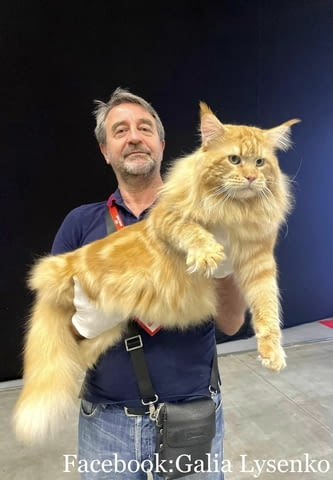 Котенца Мейн Куун Maine-Coon, Vaccine - Yes, Dewormed - Yes - city of Plovdiv | Cats - снимка 5