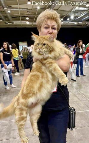 Котенца Мейн Куун Maine-Coon, Vaccine - Yes, Dewormed - Yes - city of Plovdiv | Cats - снимка 8