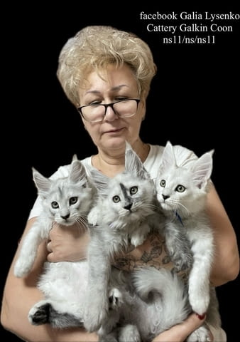 Котенца Мейн Куун Maine-Coon, Vaccine - Yes, Dewormed - Yes - city of Plovdiv | Cats - снимка 9