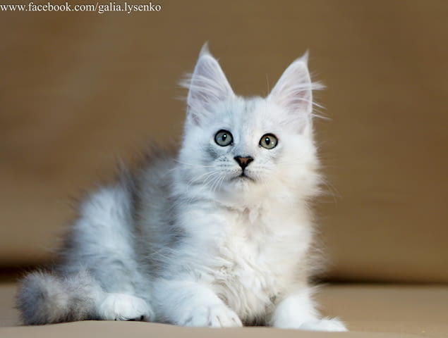 Котенца Мейн Куун Maine-Coon, Vaccine - Yes, Dewormed - Yes - city of Plovdiv | Cats - снимка 10