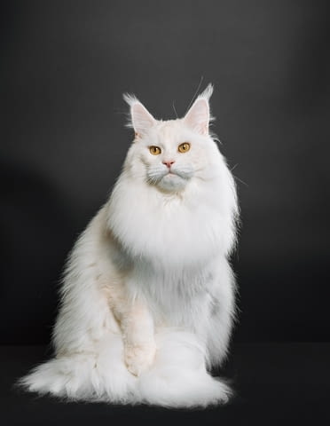 Котенца Мейн Куун Maine-Coon, Vaccine - Yes, Dewormed - Yes - city of Plovdiv | Cats - снимка 11