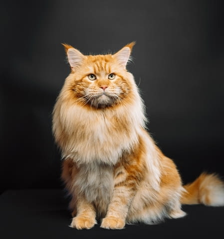 Котенца Мейн Куун Maine-Coon, Vaccine - Yes, Dewormed - Yes - city of Plovdiv | Cats - снимка 12