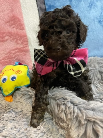 Той пудел кученца Пудел той, Ваксинирано - Да, Обезпаразитено - Да - град Извън България | Кучета - снимка 1