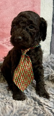 Той пудел кученца Пудел той, Ваксинирано - Да, Обезпаразитено - Да - град Извън България | Кучета - снимка 2