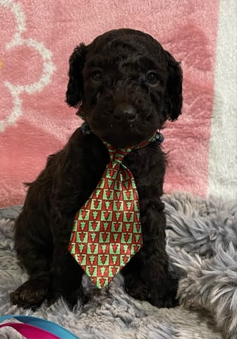 Той пудел кученца Пудел той, Ваксинирано - Да, Обезпаразитено - Да - град Извън България | Кучета - снимка 3