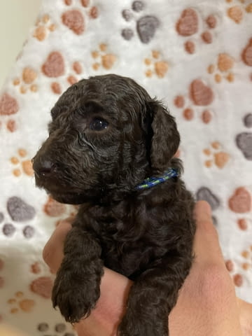 Той пудел кученца Пудел той, Ваксинирано - Да, Обезпаразитено - Да - град Извън България | Кучета - снимка 5