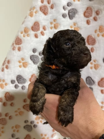 Той пудел кученца Пудел той, Ваксинирано - Да, Обезпаразитено - Да - град Извън България | Кучета - снимка 6