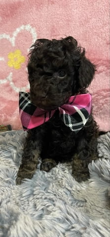 Той пудел кученца Пудел той, Ваксинирано - Да, Обезпаразитено - Да - град Извън България | Кучета - снимка 7