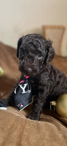 Той пудел кученца Пудел той, Ваксинирано - Да, Обезпаразитено - Да - град Извън България | Кучета - снимка 8