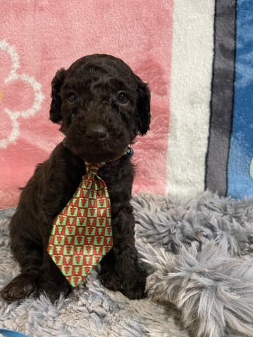 Той пудел кученца Пудел той, Ваксинирано - Да, Обезпаразитено - Да - град Извън България | Кучета - снимка 10