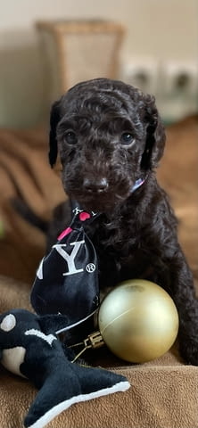 Той пудел кученца Пудел той, Ваксинирано - Да, Обезпаразитено - Да - град Извън България | Кучета - снимка 11